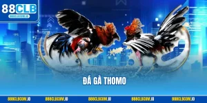 đá gà thomo 88clb