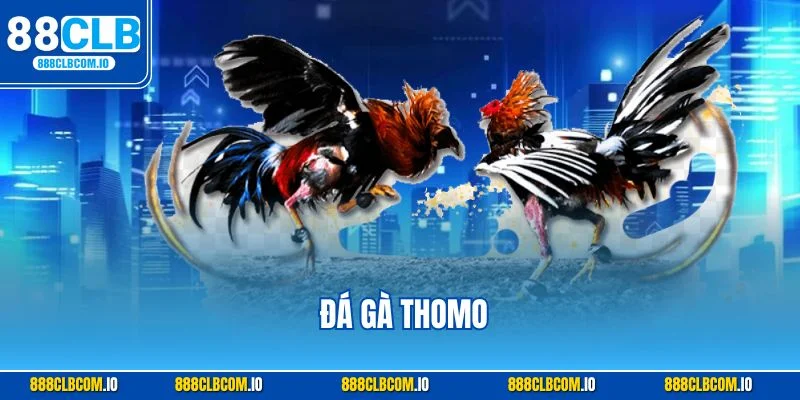 đá gà thomo 88clb