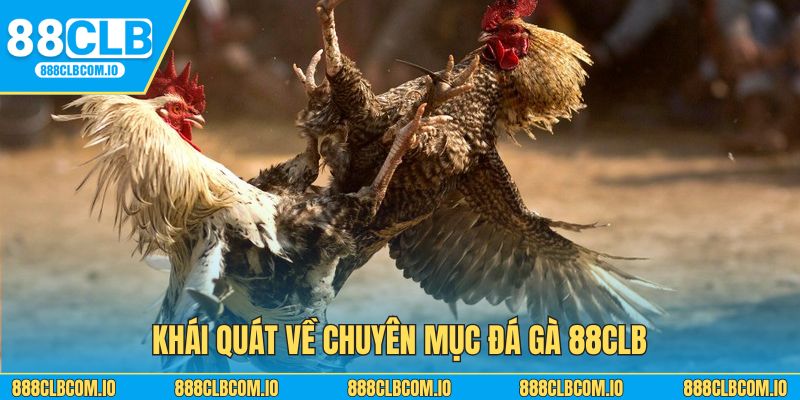 Khái quát về chuyên mục đá gà 88CLB