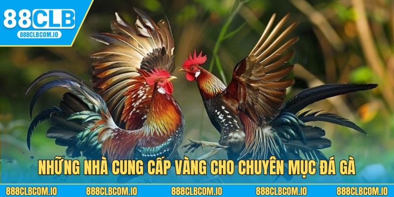 Những nhà cung cấp vàng cho chuyên mục đá gà