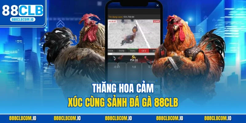 Thăng hoa cảm xúc tại trường gà Thomo của 88CLB