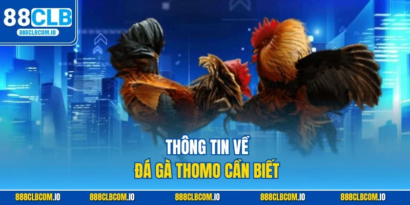 Tìm hiều rõ nguồn gốc bộ môn đá gà Thomo